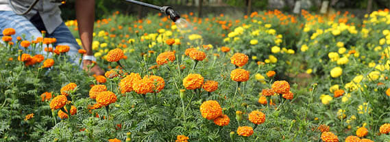 Dr. D. Y. Patil College of Agricultural Engineering & Technology Talsande Kolhapur College Achievement Photos photo 6